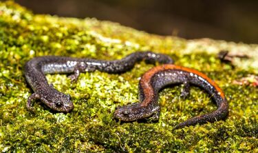 Red-backed Salamanders