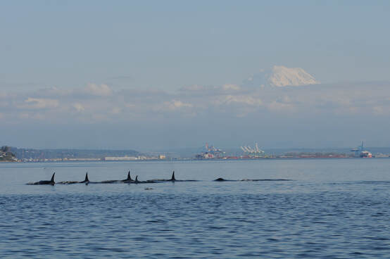 Souther Resident killer whales swim in Puget Sound with Mt. Rainier and shipping infrastructure in the background